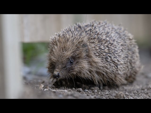 ⁣Steady decline in hedgehog populations amid climate and environmental challenges