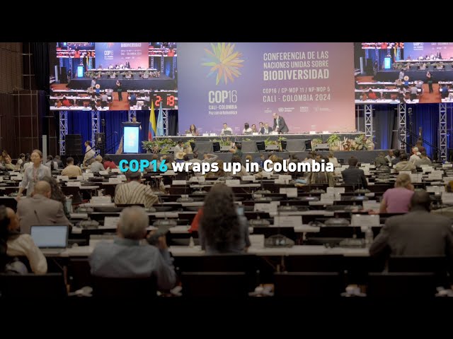 ⁣COP16 wraps up in Colombia