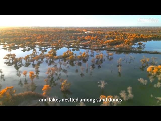 ⁣Autumn gold at Lop Nur wetland