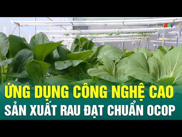 ⁣Ứng dụng công nghệ cao sản xuất rau đạt chuẩn OCOP