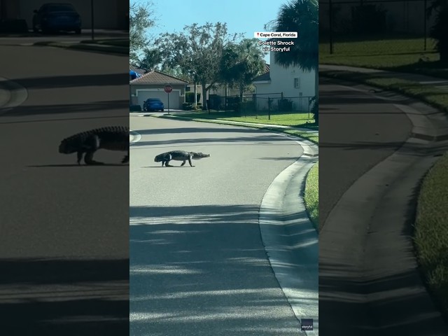 ⁣Tailless alligator strolls through Florida neighborhood #shorts