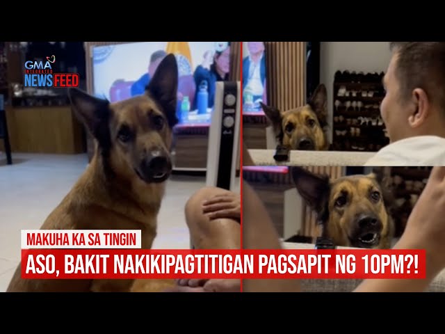 ⁣MAKUHA KA SA TINGIN  Aso, bakit nakikipagtitigan pagsapit ng 10PM?! | GMA Integrated Newsfeed