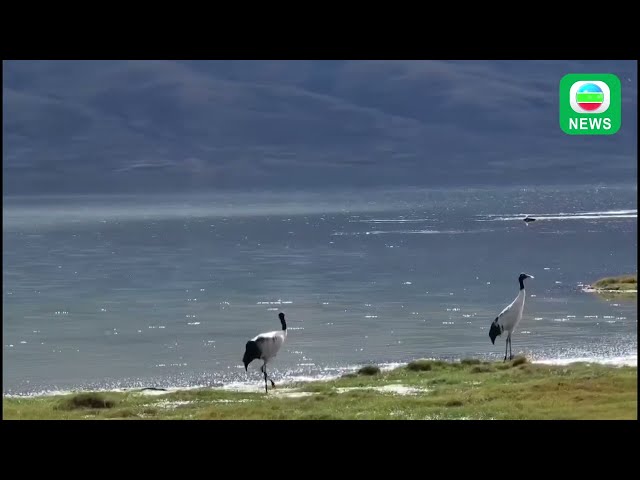 ⁣TVB News｜3 November 2024│Alak Lake National Wetland Park in Qinghai