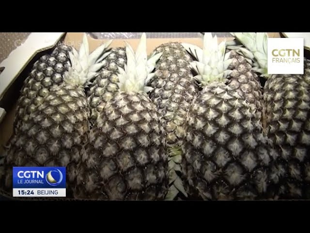 ⁣L’ananas "pain de sucre" du Bénin, un trésor aux qualités exceptionnelles