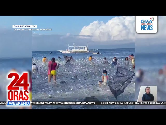 ⁣Sandamakmak na isda, pinagkaguluhan sa baybayin sa Moalboal, Cebu | 24 Oras Weekend