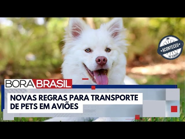 ⁣Aconteceu na Semana | Lei Joca: novas regras para transporte de pets em aviões