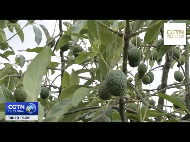 ⁣EXPORTATION D’AVOCATS BURUNDAIS Les producteurs confiants vis-à-vis du marché chinois