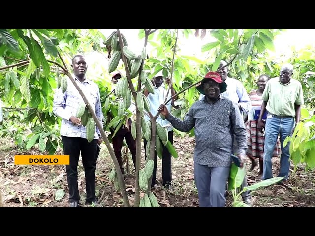 ⁣Lango embraces cocoa farming - Leaders agree to promote cocoa as a high value crop