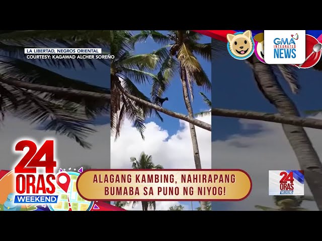 ⁣ICYMI: Kambing sa puno ng niyog; ugaling namana kay mama; aso at pusang makulit #24OrasWeekend