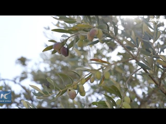 ⁣Lebanese farmers face olive season loss due to ongoing Hezbollah-Israeli conflict