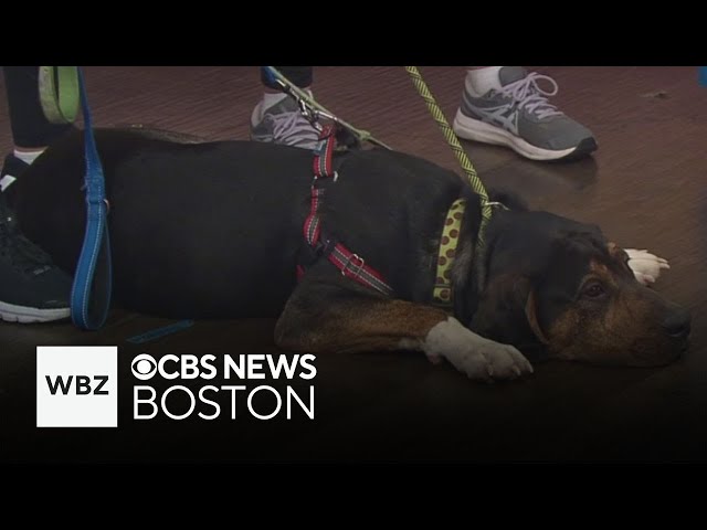 ⁣Three dogs from Massachusetts shelter looking for new homes