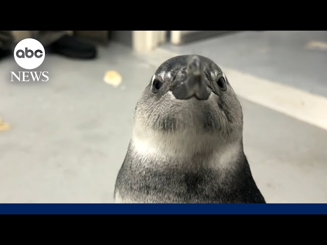 ⁣Penguin who could barely walk gets life-saving surgery