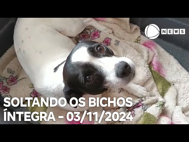 ⁣Soltando os Bichos - 03/11/2024