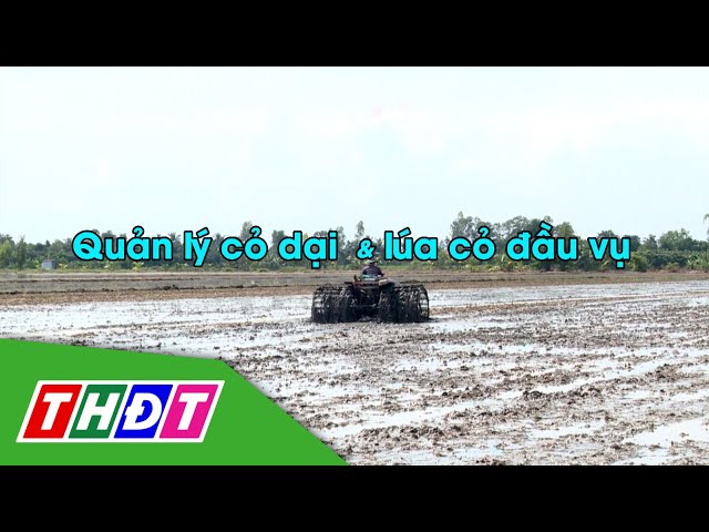 ⁣Quản lý cỏ dại và lúa cỏ đầu vụ | Syngenta Thông tin nông nghiệp - 3/11/2024 | THDT