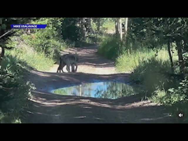 ⁣First gray wolf activity south of I-70 reported: CPW