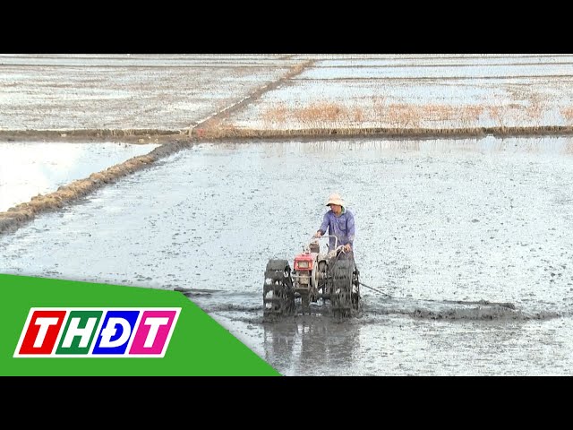 ⁣Đồng Tháp xuống giống hơn 60 ngàn ha lúa Đông Xuân | THDT