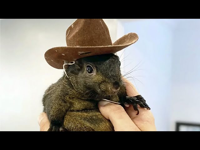 ⁣Beloved internet sensation Peanut the squirrel euthanised by NY authorities