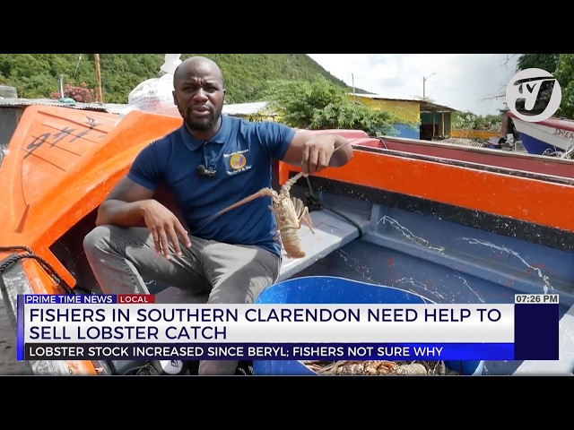 ⁣Fishers in Southern Clarendon Need Help to Sell Lobster Catch | TVJ News