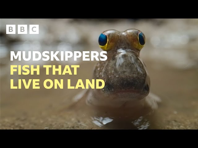 ⁣Mudskippers - The remarkable fish that live on land | BBC