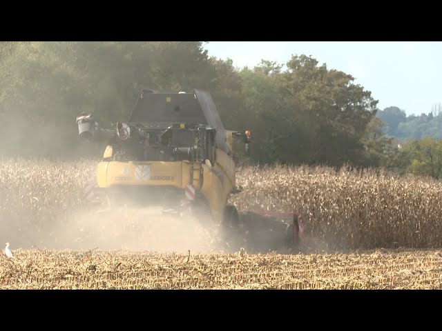 ⁣Année difficile pour les producteurs de maïs