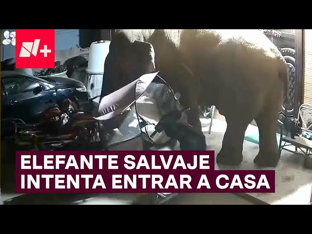 ⁣Elefante salvaje invade patio de una casa - N+