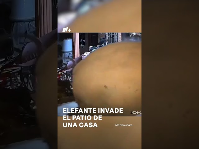 ⁣Elefante salvaje invade patio de una casa - N+ #shorts