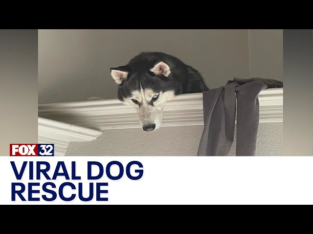 ⁣Across America: Husky rescued inside his own home