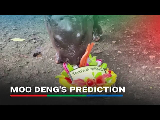 ⁣WATCH: Thai hippo Moo Deng predicts victory for Donald Trump