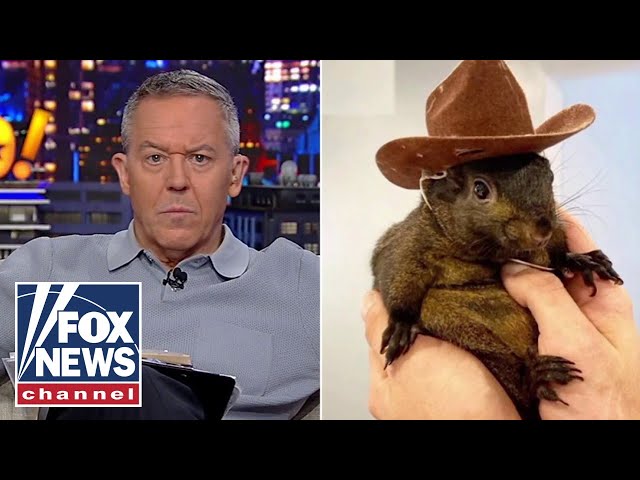 ⁣Gutfeld: Did this little squirrel just red pill America?