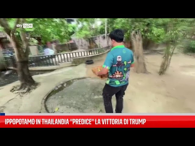 ⁣Ippopotamo in Thailandia "predice" la vittoria di Trump