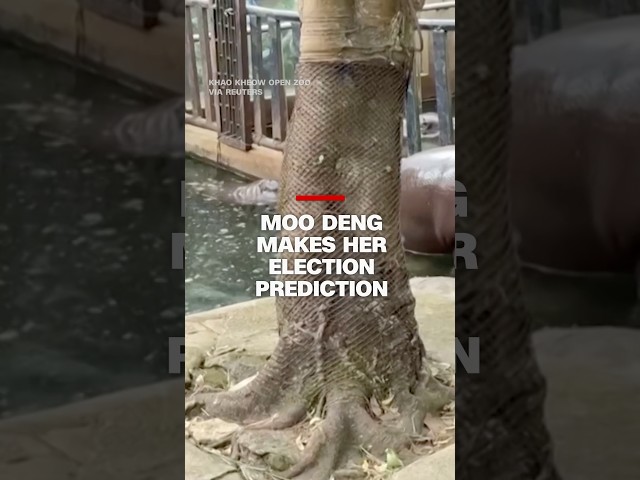 ⁣Moo Deng makes her election prediction