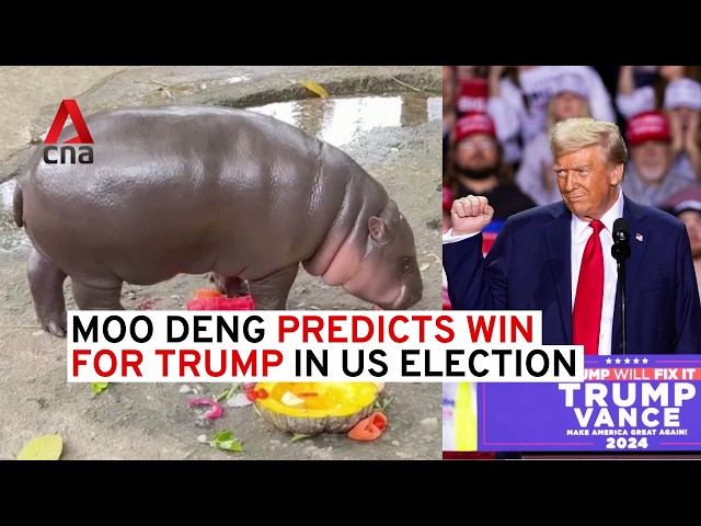 ⁣Baby hippo Moo Deng predicts win for Trump in US election