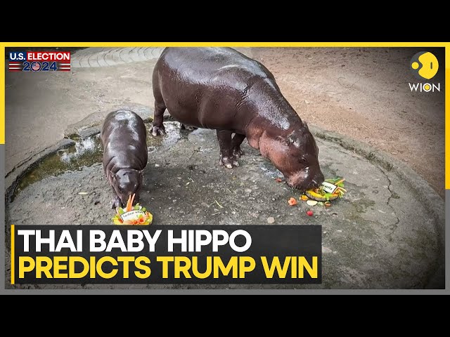 ⁣US Elections 2024: Thailand's Baby Hippo Moo Deng Predicts Win For Trump | WION News