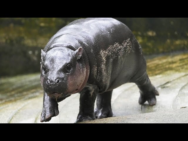 ⁣Thailand’s famous baby hippo predicts 2024 US election winner