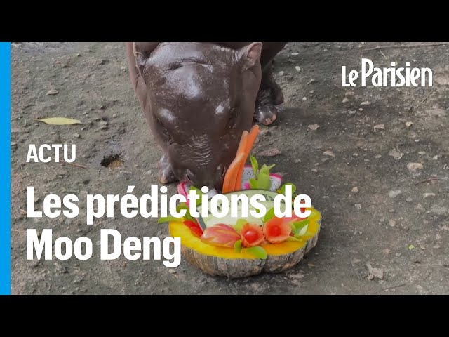 ⁣L’hippopotame Moo Deng prédit la victoire de Donald Trump