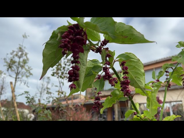 ⁣Environnement : quand les plantes remplacent le goudron