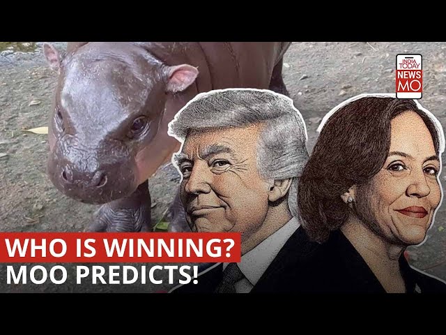 ⁣Donald Trump Vs Kamala Harris: Thailand's Baby Hippo 'Predicts' Who Will Win The US E