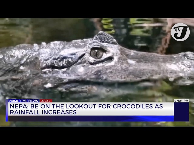 ⁣NEPA: Be on the Lookout for Crocodiles as Rainfall Increases | TVJ News