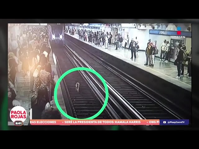 ⁣Perrito fue captado caminando por las vías del Metro de la CDMX | DPC con Paola Rojas