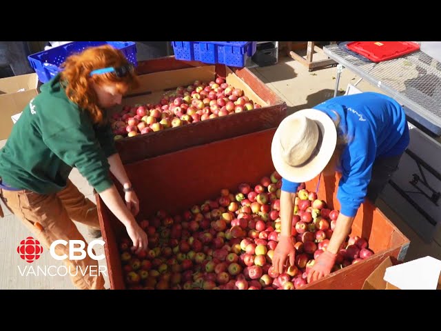 ⁣Fruit stand owner buys 32,000kg of apples to deal with glut of Okanagan fruit