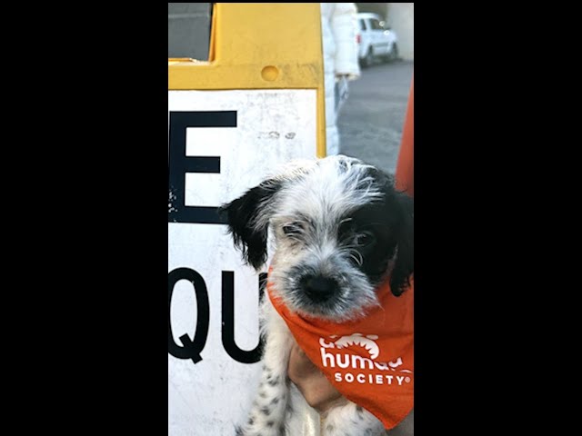 ⁣Voter support: Rescue pups offer pets and cuddles to voters #Shorts