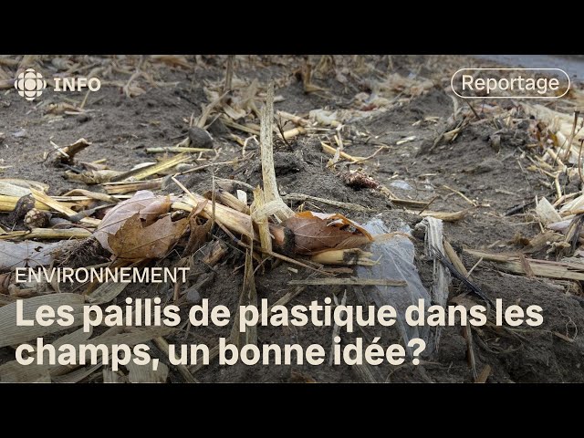 ⁣Une étude sur l'utilisation des paillis de plastique dans les champs réclamée