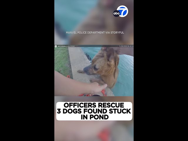 ⁣Officers rescue 3 dogs found stuck in pond