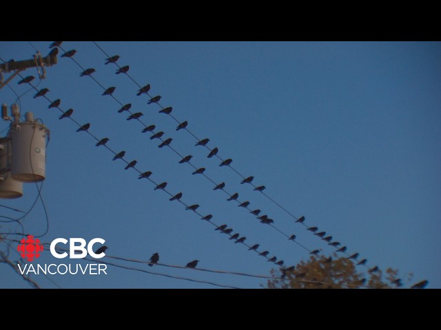 ⁣Why crows fly to Burnaby every evening