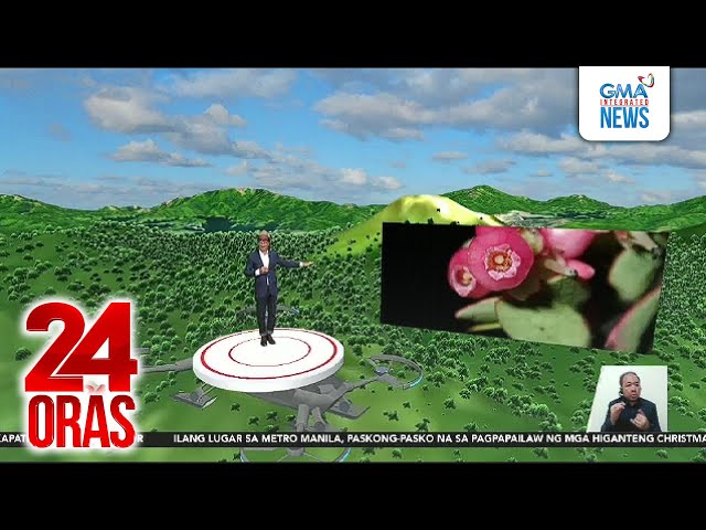 ⁣Bagong species ng blueberry, nadiskubre sa Mt. Apo | 24 Oras