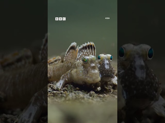 ⁣A mudskipper love story 