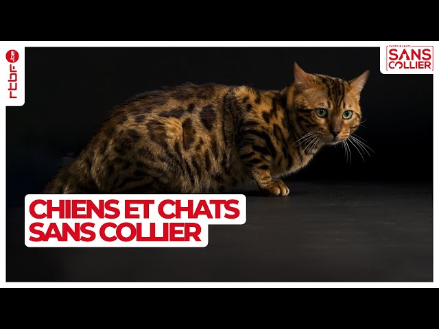 ⁣Au coeur du refuge pour chiens et chats sans collier S06E05