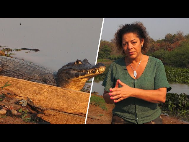 ⁣Natuur in het nauw in het grootste moerasgebied ter wereld