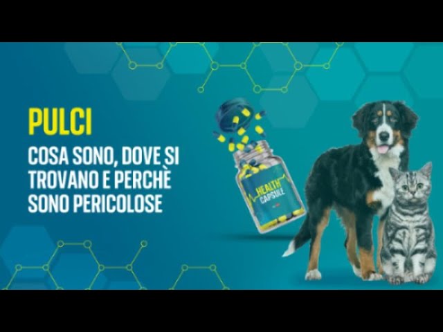 ⁣Health, pulci: cosa sono, dove si trovano, sono pericolose?