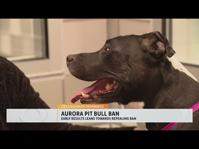 ⁣Early results show that voters in Aurora want to repeal the pit bull ban